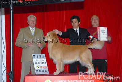 黄金低音犬舍冠军金毛后代幼犬—唐(don)直子 可刷卡