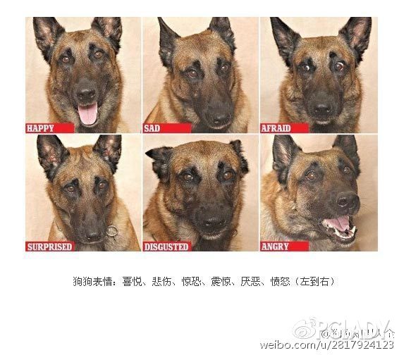 通过狗狗表情判断狗狗心情#_pclady摩登学院_太平洋