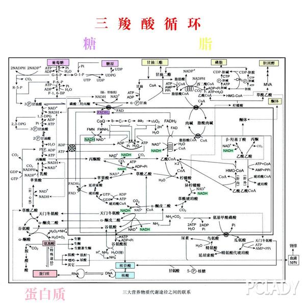 谁知减肥多久见效?节食出人命?节食道健身房教程训练瘦腿图片