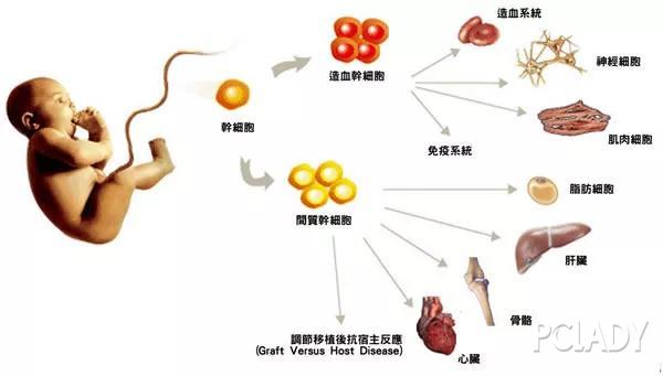 与其他组织器官不同,造血干细胞可以在深低温环境中保存很长时间