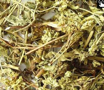 茵陈泡水喝的副作用_太平洋时尚网知识库