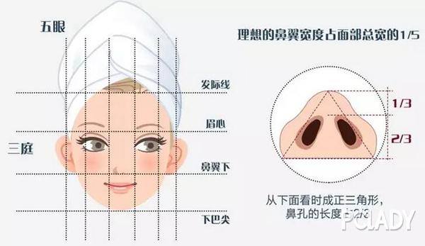 鼻中柱的长度为三角形高度的1/3.